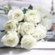 Volta Rose