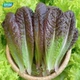 Tianyu -purple Peacock Letings Seed 5G Специальные надписи