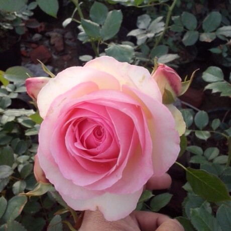 粉龙沙宝石月季花 欧月藤本月季 粉龙 爬藤月季苗 多花蔷薇苗