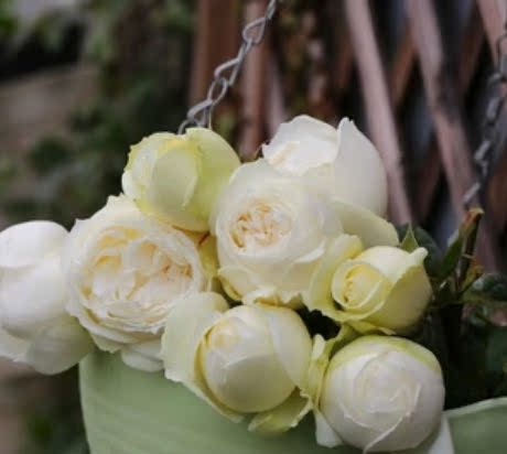 日月新品 雪女月季花苗 浓香大花直立白色切花盆栽抗病性非常好