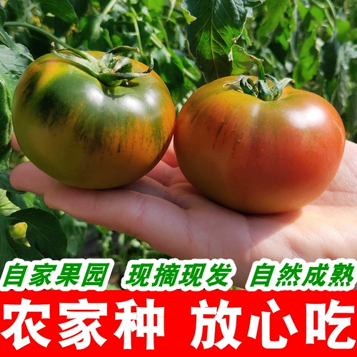 Хайян натуральные спелые помидоры свежевываренные клубники помидоры зеленые прикладные щелочные помидоры с семенами и сладкими и кислыми