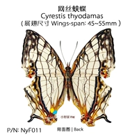 Небольшое количество инвентаризации Silk y Butterfly Cyrestis Thyodamas тип 45-55 мм Китай