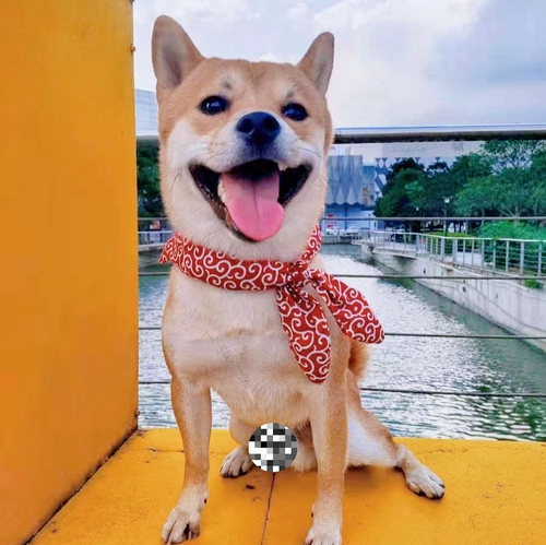 Лимонный японский шарф, слюнявчик