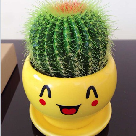 仙人掌绿植盆栽多肉植物组合花卉办公室桌防辐射吸甲醇仙人球盆景