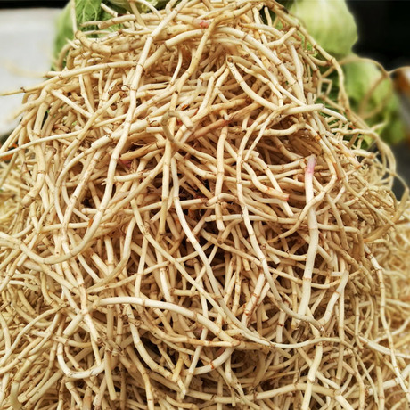 现挖新鲜鱼腥草嫩根 农家野生折耳根节节根野味 富硒野菜500g