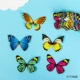 Пятьдесят бабочек 1 бабочка 1