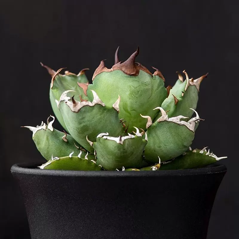 植物员外吉祥冠锦龙舌兰科沙生沙漠绿化植物仙人掌多肉盆栽