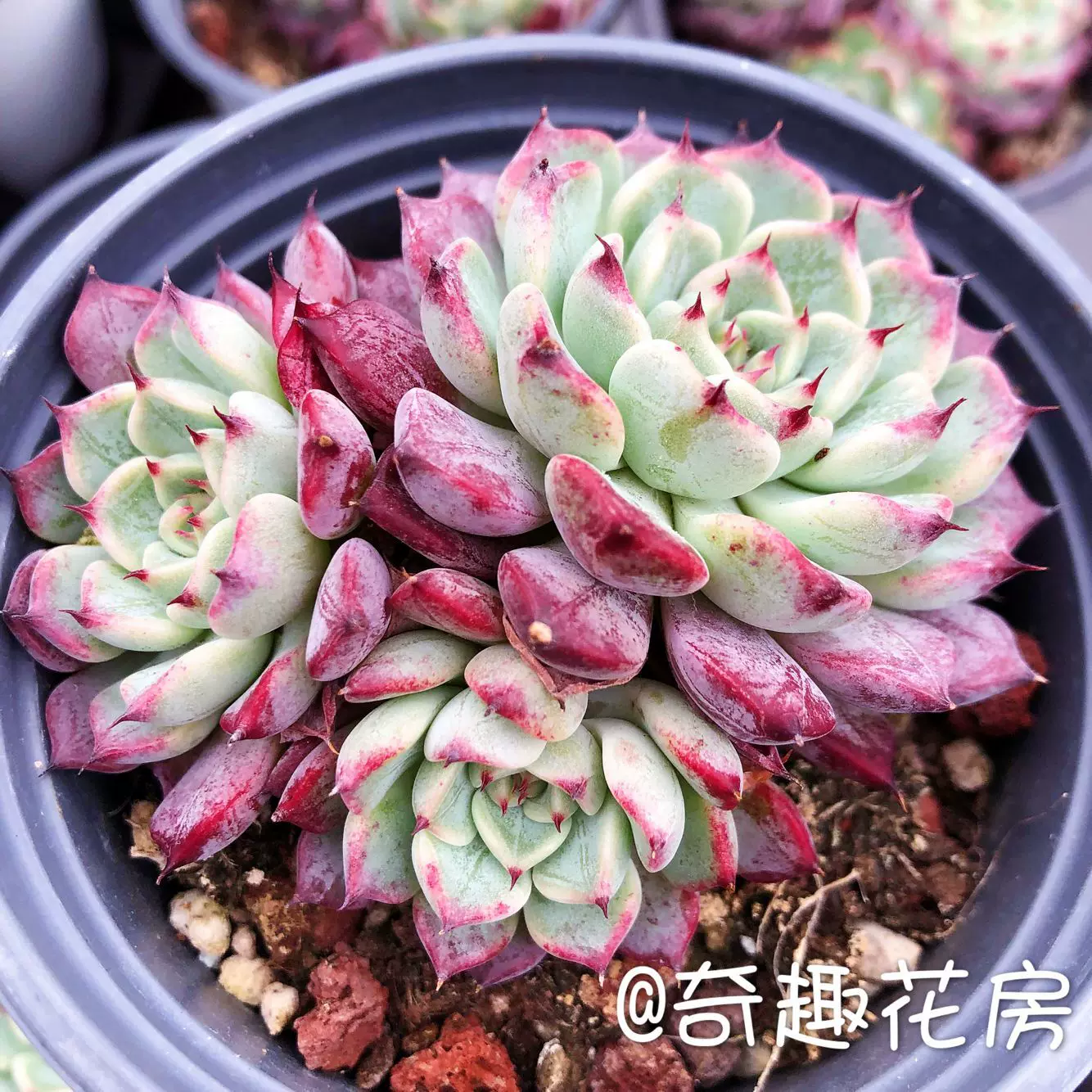 新品多肉植物沙罗姬牡丹血色浪漫纸风车西娜粉蔓粉