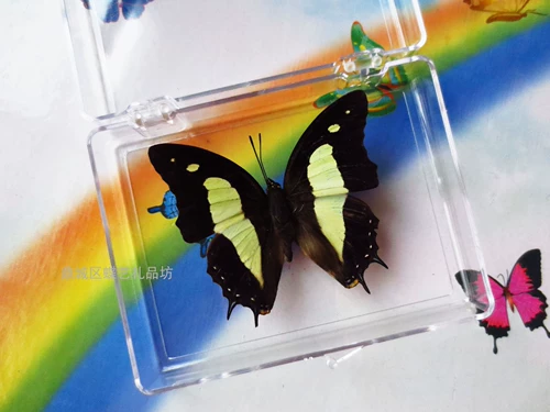 Новый образ образец образец для обучения для обучения бабочки с крыльями