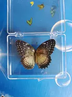 Женская пила 蝶 Бабочка 6 см