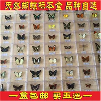 Коробка для бабочек случайные волосы