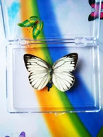 Black Pulse Courge Powder Batterfly 5 см.