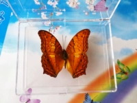 Wenyu Butterfly 7 см