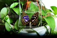 Big Ziru Butterfly 8 см