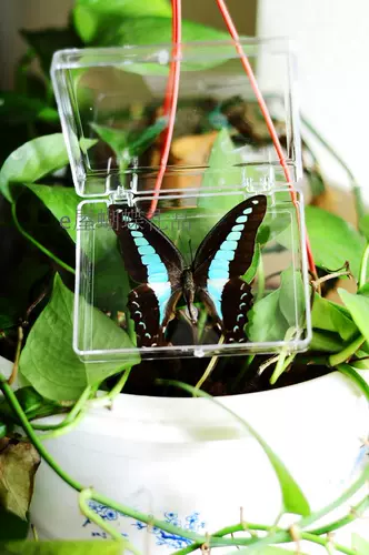 Новый образ образец образец для обучения для обучения бабочки с крыльями