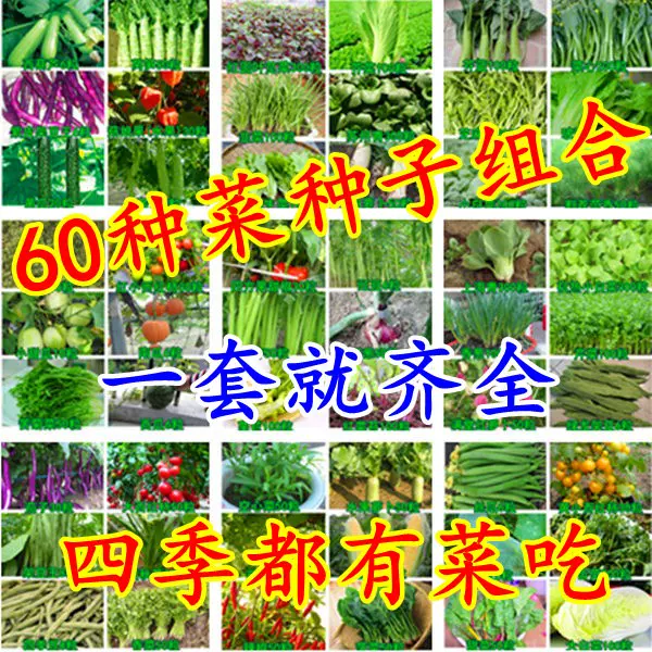 高額売筋】 壬生菜 種 種子 2dl 野菜 野菜種子 野菜種 turbonetce.com.br