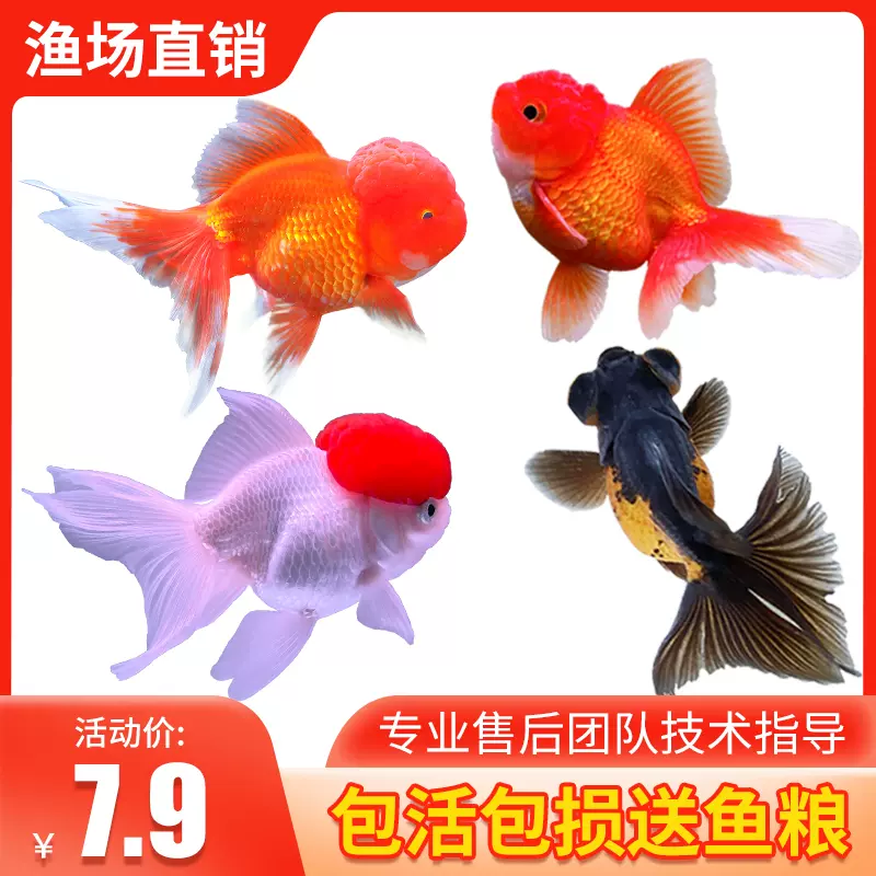 耐寒冷水小金魚觀賞魚鴻運當頭獅頭淡水小型魚冷水魚庭院包活包郵 Taobao 耐寒冷水小金魚觀賞魚鴻運當頭獅頭淡水小型魚冷水魚庭院包活包郵 Taobao