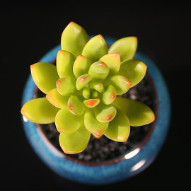 【多肉植物春萌老桩】_多肉植物春萌老桩图片_价格 - 天猫精选