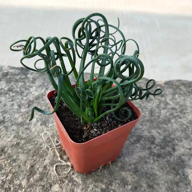 萝藦科多肉植物阿修罗大花甜甜圈毛茸角波斯地毯易开花小盆栽