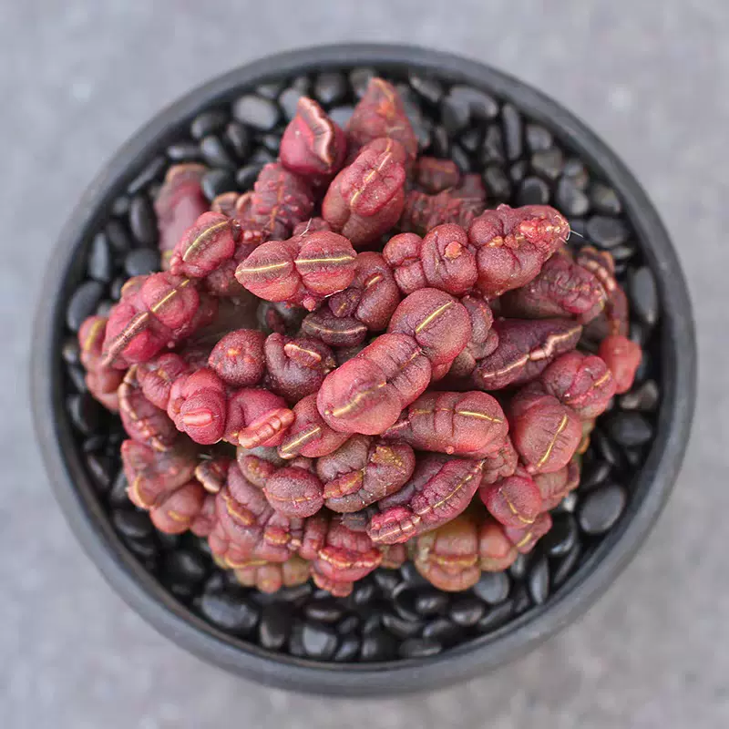 强刺凌波仙人球室内防辐射吸甲醛美观开花仙人掌科盆栽