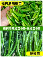 6 саженцев перца Чжаншуган + 6 линейных саженцев перца