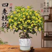 Четырехсезонный османтус премиум-класса + раковина с рисунком + подставка (45–60 см) [Украшение дома]