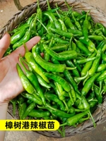 6 настоящих саженцев перца Чжаншуган [Король перцев]