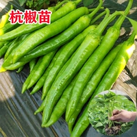 3 высококачественных саженца перца Ханчжоу [потолок мира перца]