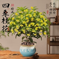 Четырехсезонный османтус премиум-класса + тазик с струящейся глазурью (45-60 см) [Украшение дома]