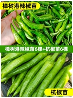 6 саженцев перца Чжаншуган + 6 саженцев перца Ханчжоу