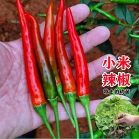 3 саженца проса и перца премиум-класса [супер острый уровень]