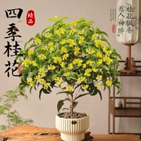 Премиум-умывальник Four Seasons + полосатая высокая раковина (45–60 см) [Свежий воздух]