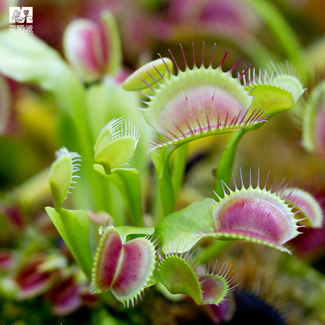 绿色花市捕蝇草食虫草食虫植物盆栽绿植苗驱蚊草客厅办公室花陌派