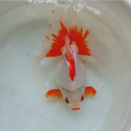 金鱼活体 国粹金鱼 15-18公分优质宽尾鎏金 包活