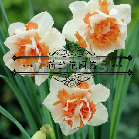 荷兰花园艺 2016荷兰进口洋水仙种球 【预定】重瓣舒雅replete