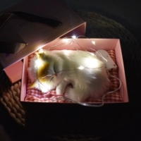 Маленькие трубы будут называться желто-ушами, кошачья струнная подарочная коробка