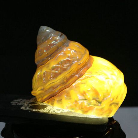 夜光塔螺 天然海螺贝壳鱼缸水族造景橱窗装饰品创意生日礼物摆件