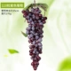 110 зерна фиолетового винограда