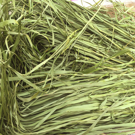 国产燕麦草250g高纤维牧草 可代替提摩西草 兔子龙猫豚鼠5件包邮