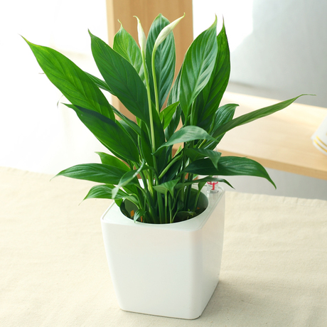 爱逛街为您找到桌面小盆栽相关的宝贝,您可以在下面