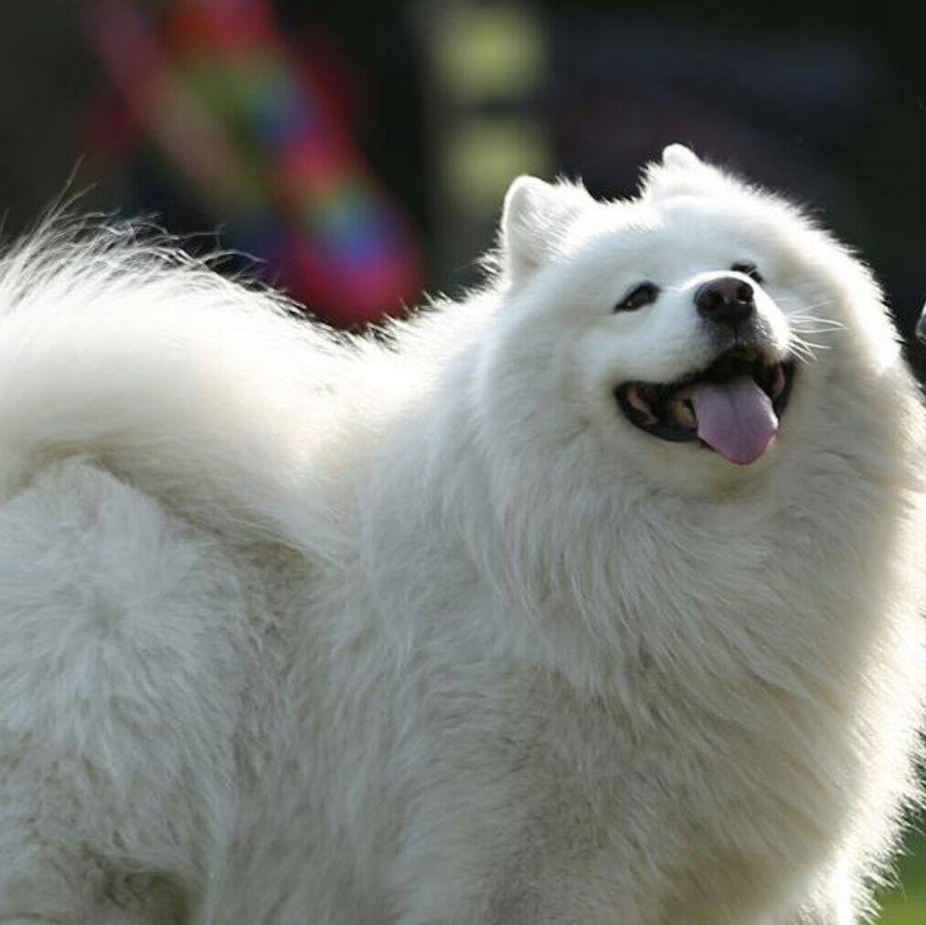 爱逛街为您找到贵宾泰迪成犬狗粮相关的宝贝,您可以在下面的板块中