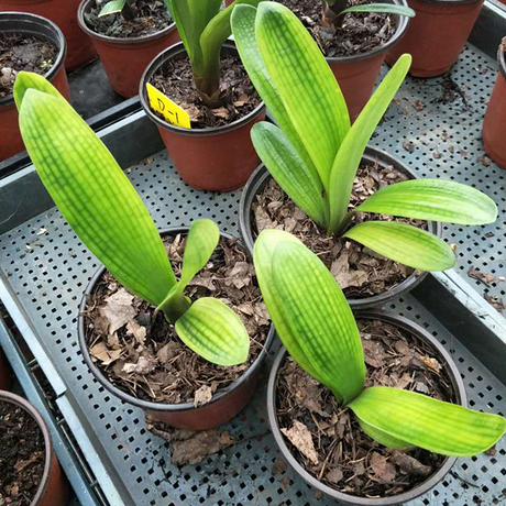 长春高端君子兰 精品黄体兰小苗金凤凰蜡膜皇后蜡膜黄玉 绿植盆栽