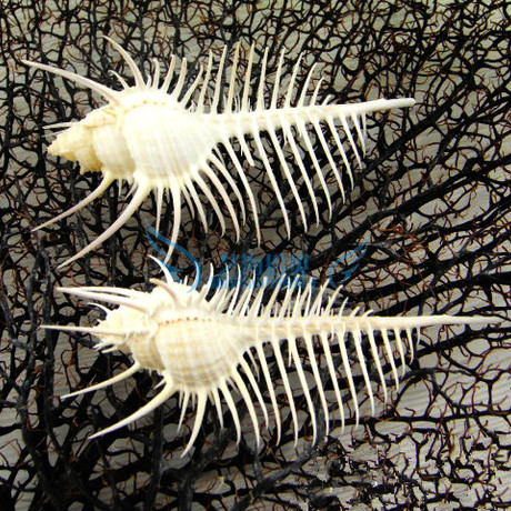 00       包邮天然维纳斯女巫骨螺 刺螺 天然海螺