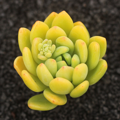 多肉植物盆栽 办公室 肉肉 景天石莲花 嫩黄色 带杆子大颗 春萌