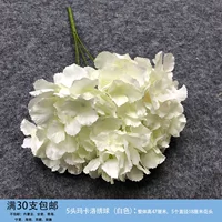 Абрикос 5 голова макарло Hydrangea White