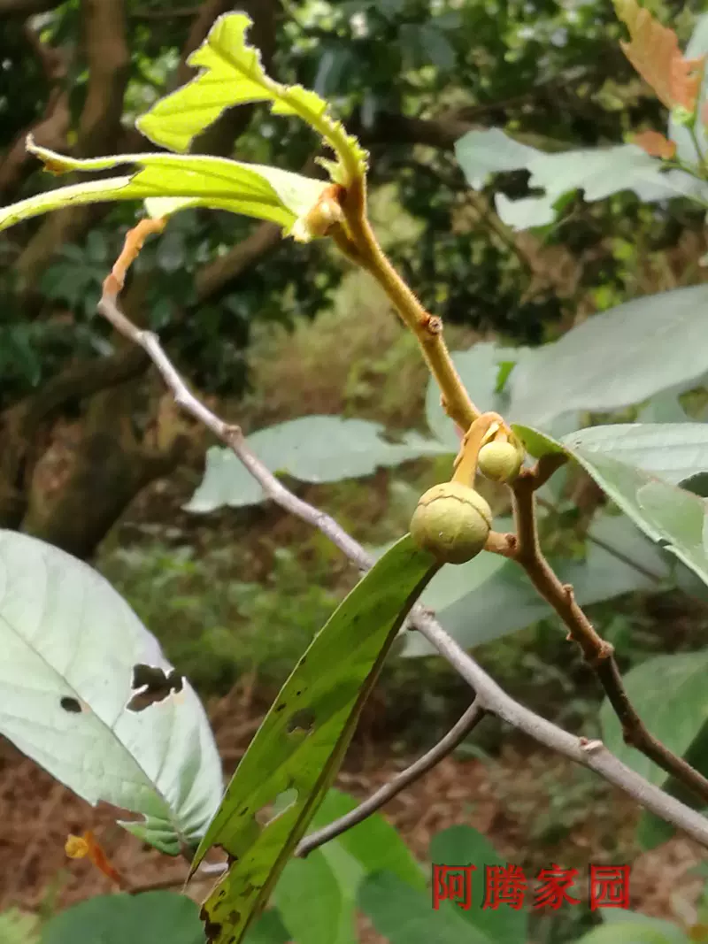 大花紫玉盘苗藤椒子藤蕉山蕉子黄蜂蕉山香蕉山椒子番荔枝科观花观