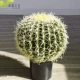 Twive Toxianxian Balls диаметром 25 см среды среды