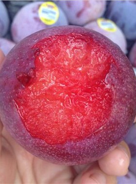 现摘四川农家土李子脱骨李青脆李江干李新鲜水果4斤