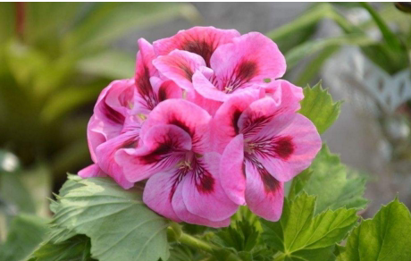 爱逛街为您找到天竺葵纯露相关的宝贝,您可以在下面的板块中挑选喜欢