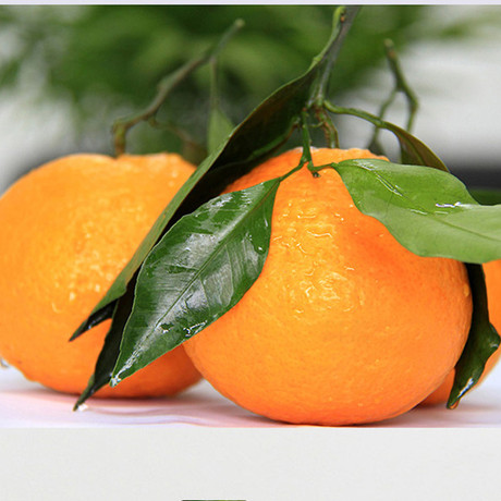 青见柑橘 新鲜橘子孕妇水果 应季水果 现摘现发 清见脐橙 5斤包邮